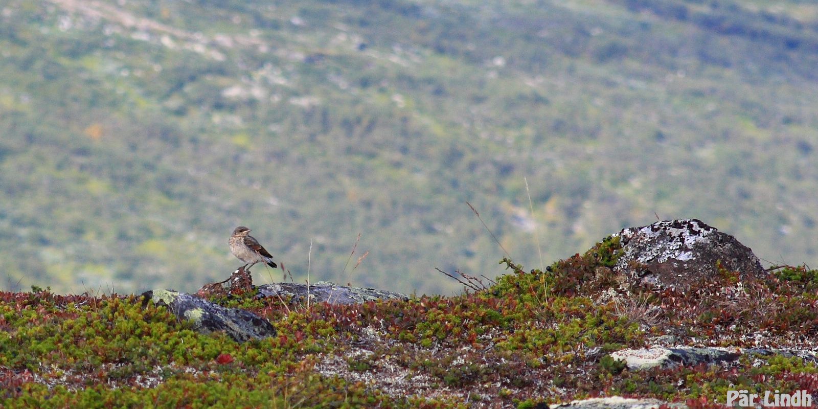 Stenskvätta